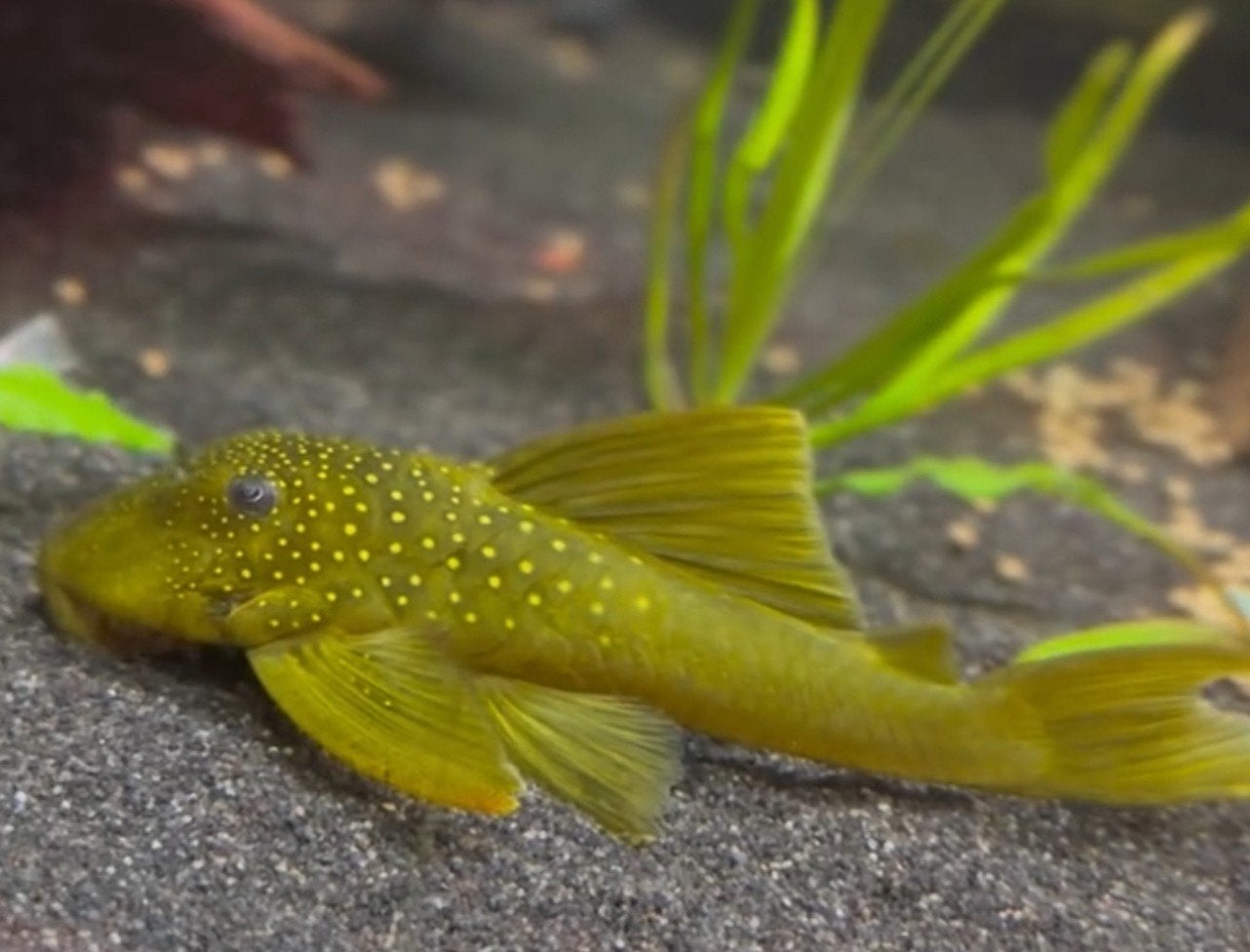 L200 GREEN PHANTOM, Poisson, Poisson d'eau douce