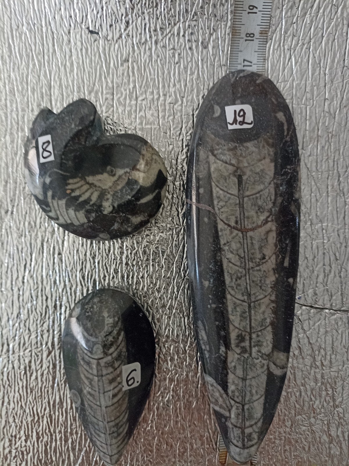 1 kleine en 1 grote Orthoceras en 1 Goniatiet., Ophalen