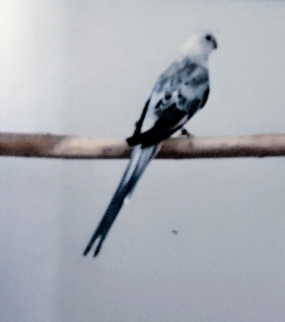 Roodruggen, Plusieurs animaux, Perruche, Bagué