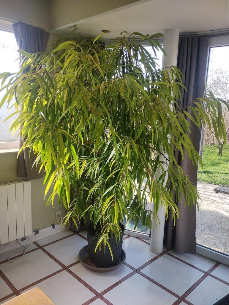 Ficus binnendijki 'Amstel Gold', Ophalen, Zomer, Halfschaduw