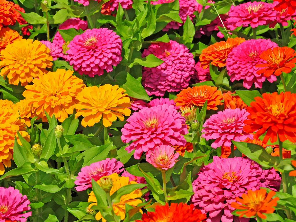 Zinnia plantjes – kleurrijke zomerbloeiers, Ophalen, Najaar, Volle zon