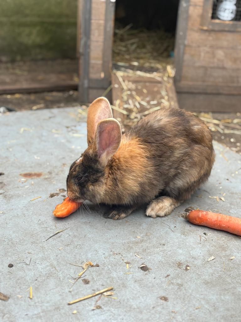 Mannetjes konijn 6 maand jong, Animaux & Accessoires, Lapins, Oreilles tombantes