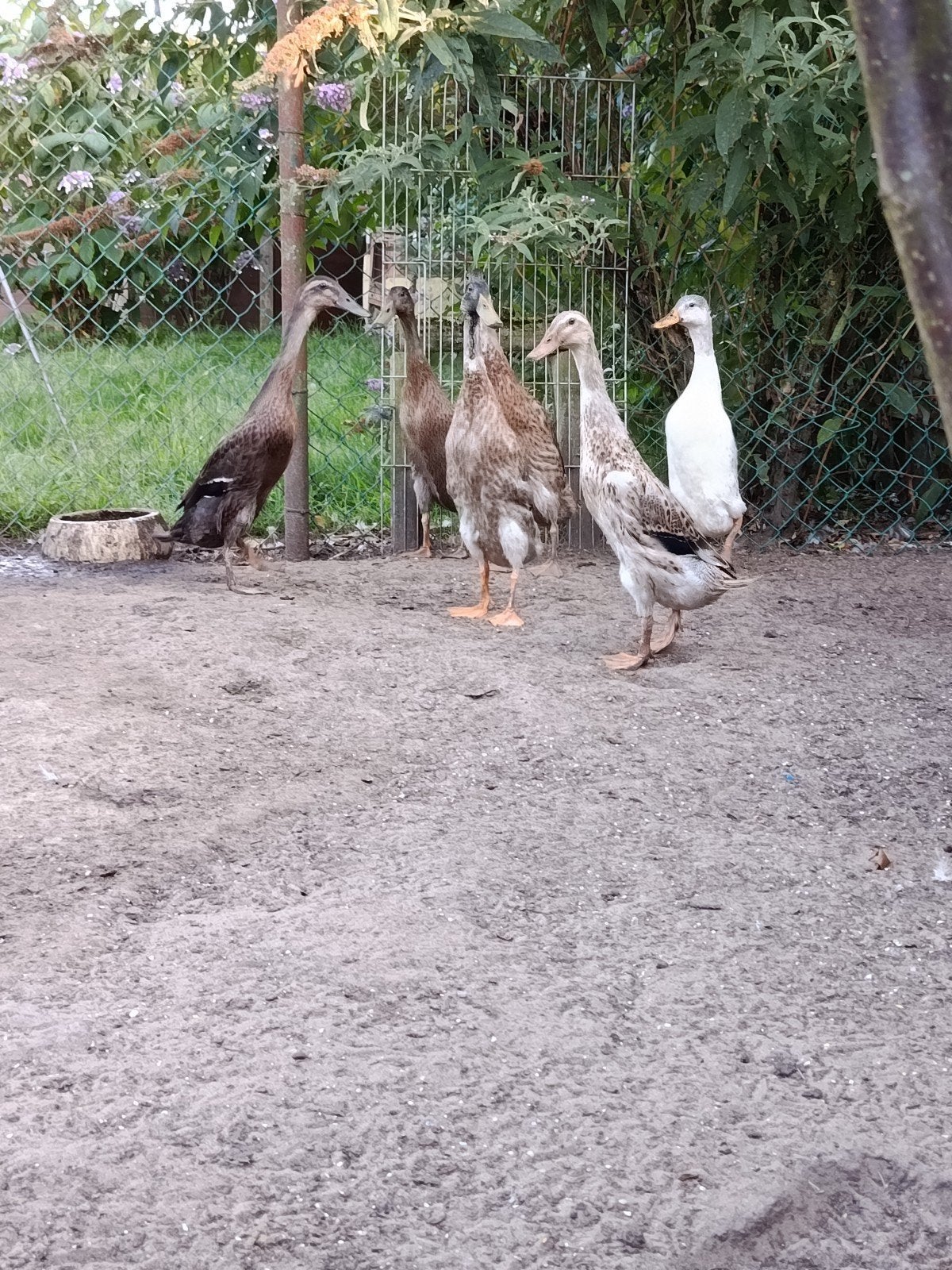 Beaux canards, Animaux & Accessoires