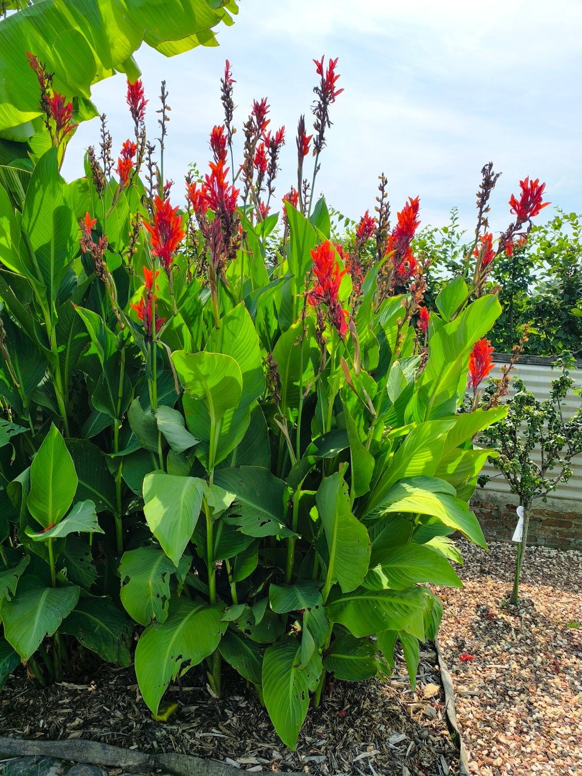 Canna, Tuin en Terras, Ophalen, Zomer, Vaste plant, Volle zon