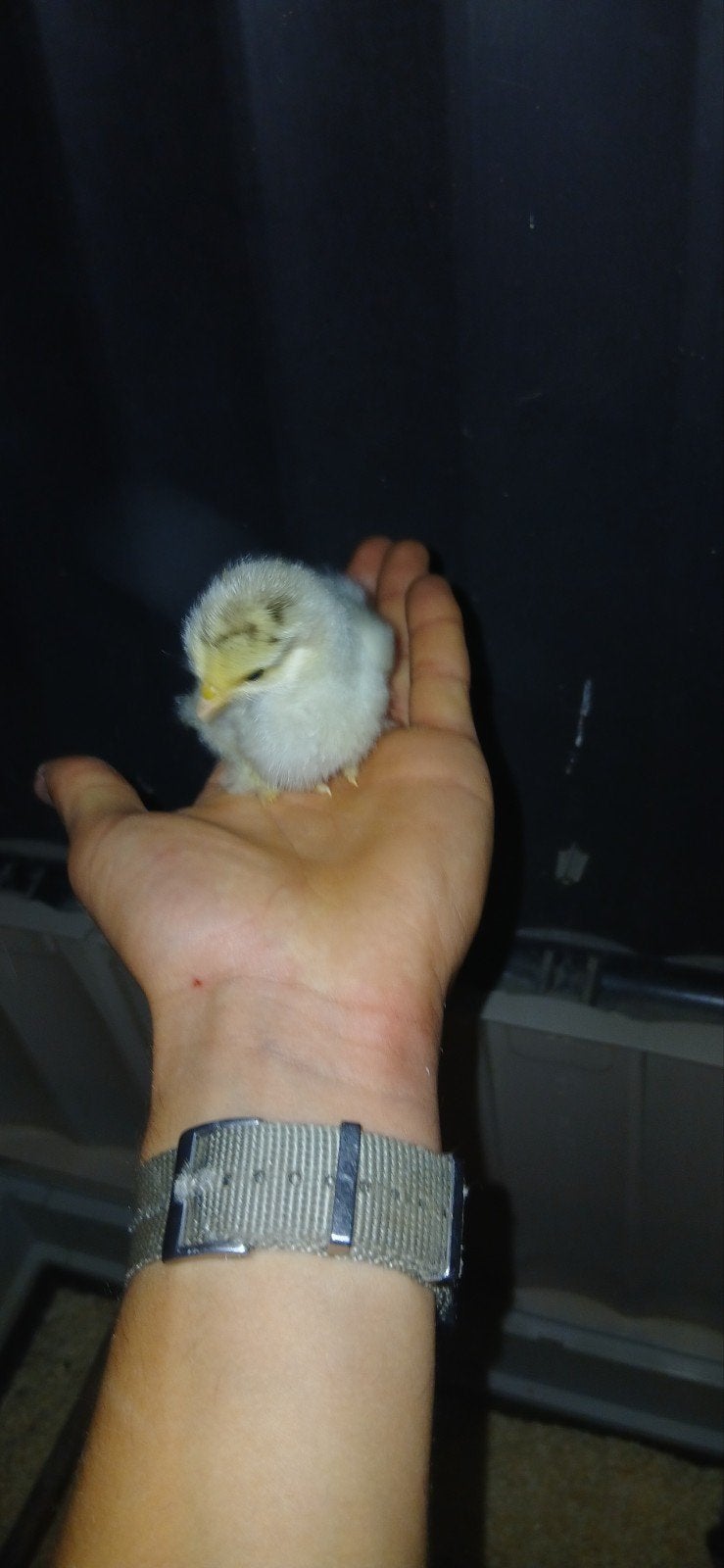 cochin kriel kuikens, Geslacht onbekend, Kip