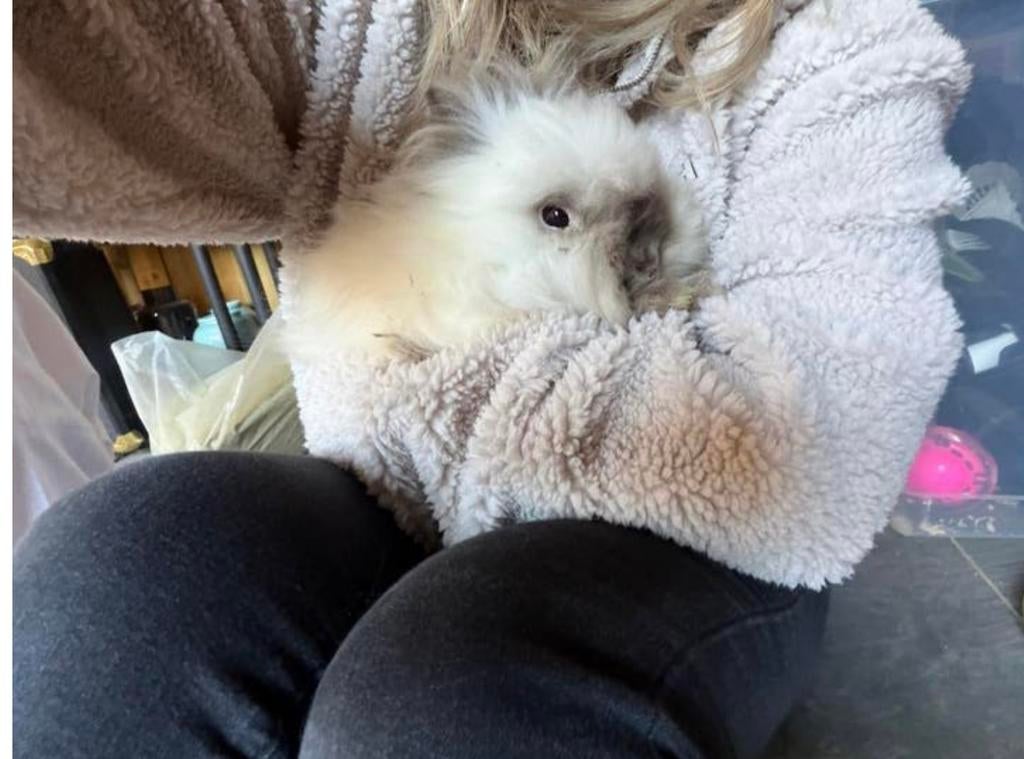 Unieke teddy dwerg ram met showkwaliteit, Dieren en Toebehoren, Konijnen, Mannelijk, Dwerg, 0 tot 2 jaar