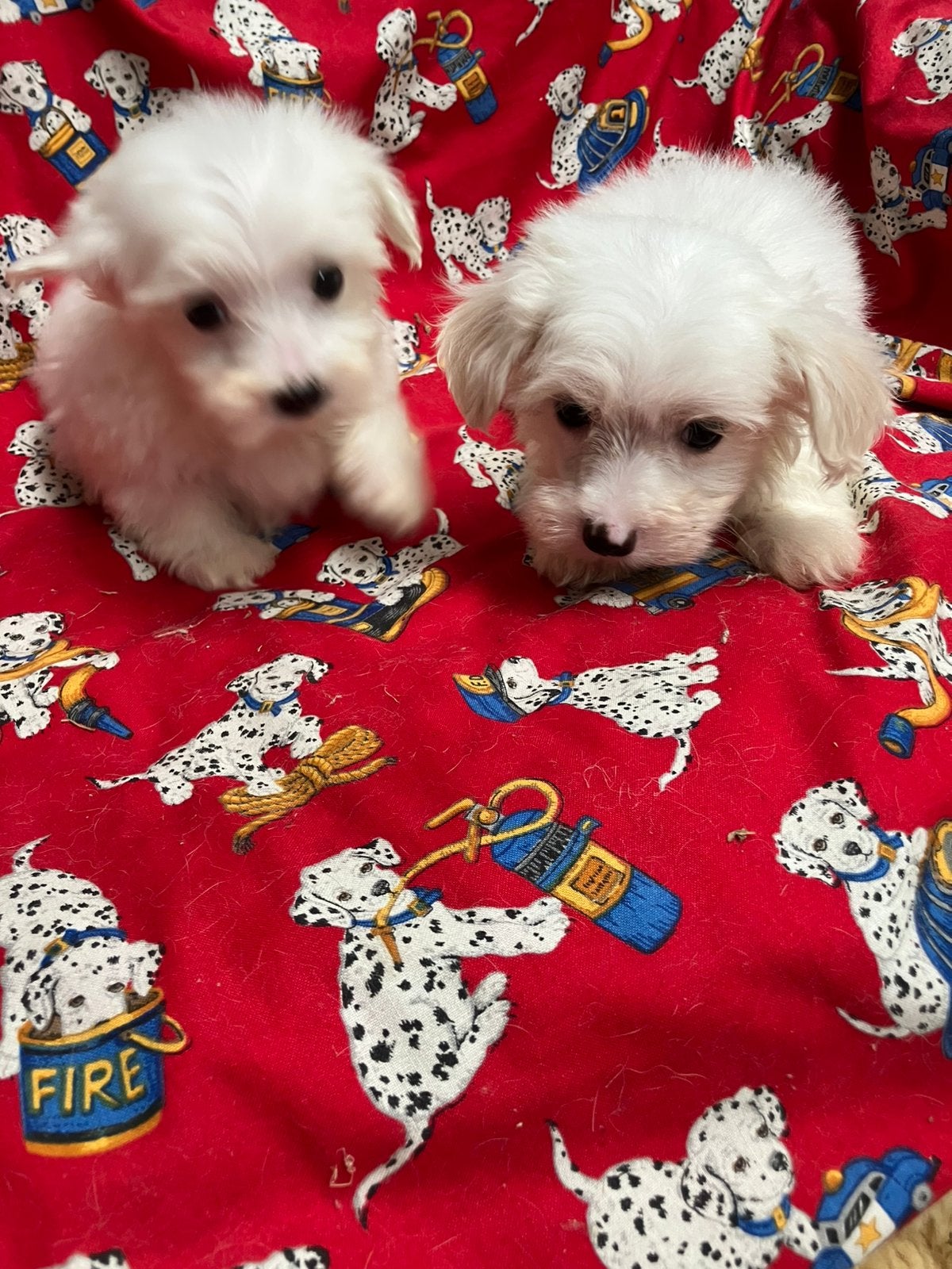 Maltezer pups, België, Maltezer, 8 tot 15 weken, CDV (hondenziekte)