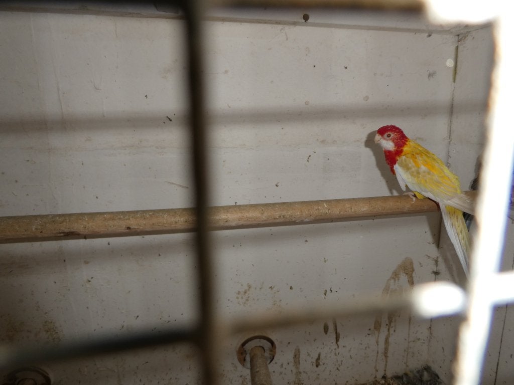 rosella parkieten, Dieren en Toebehoren, Vogels | Parkieten en Papegaaien