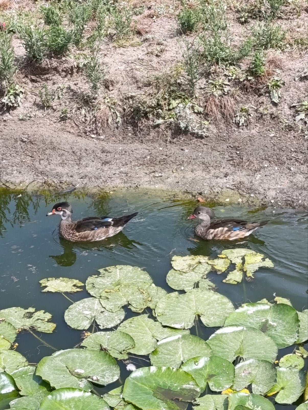 Eenden, Dieren en Toebehoren, Overige Dieren, April