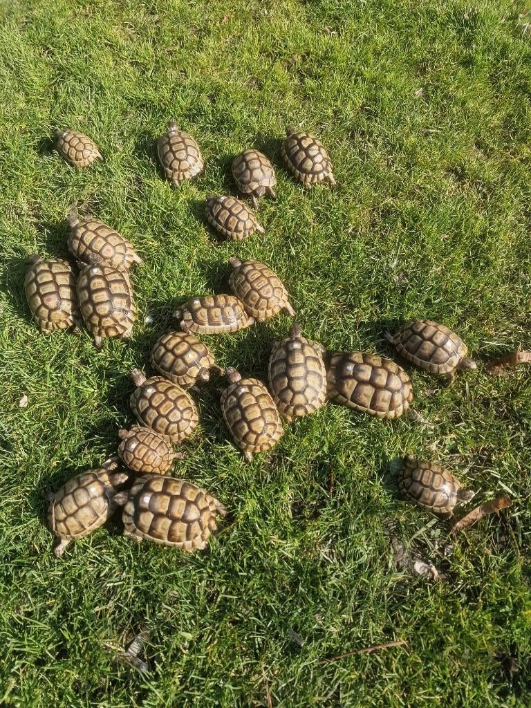 Tortues greques, Tortue, 3 à 6 ans