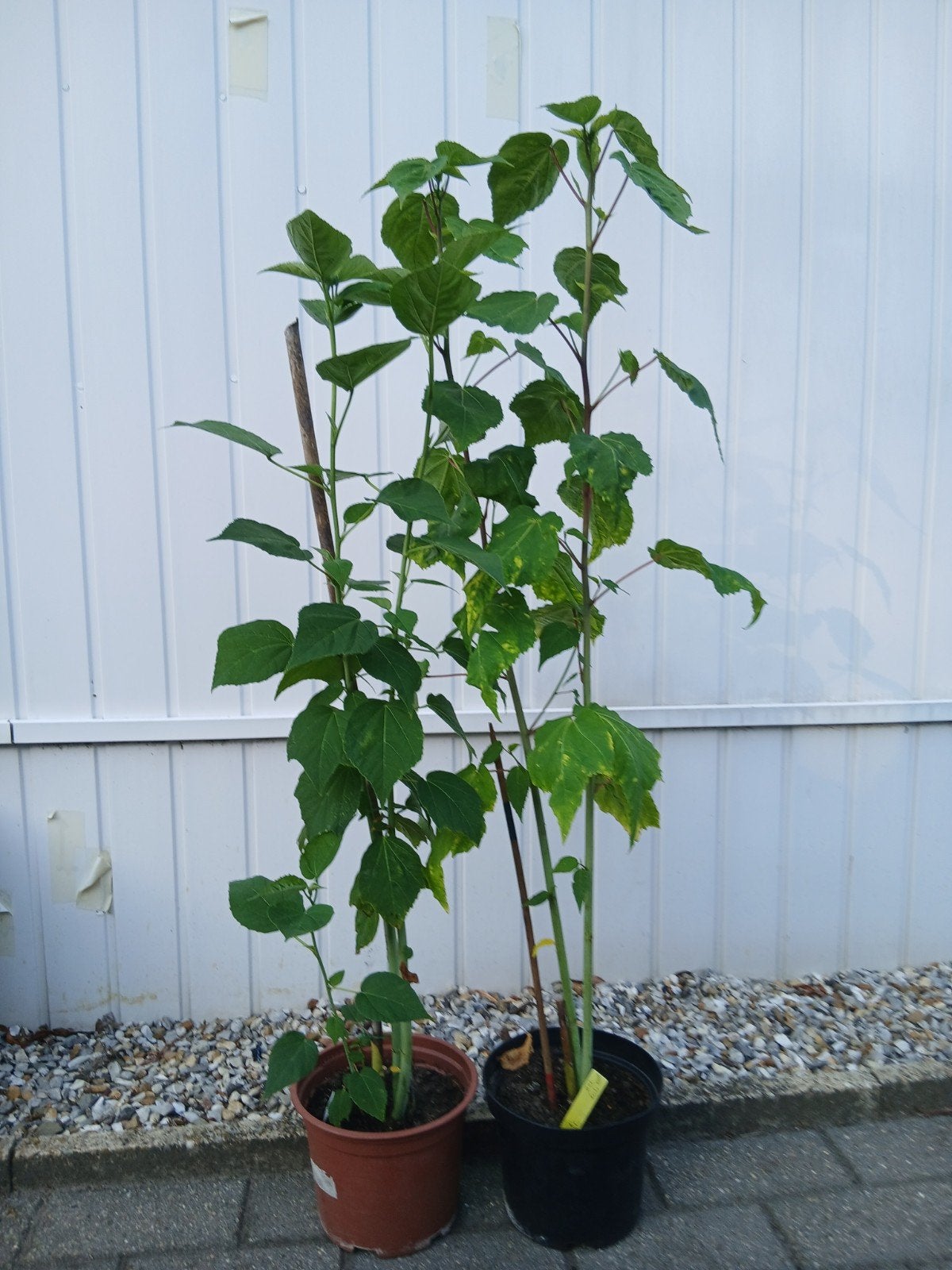 2 rode xxl hibiscus planten, Ophalen
