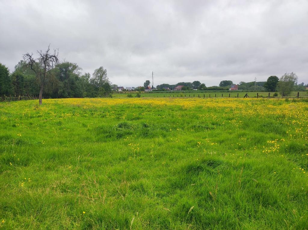 Pâturage à louer à Ninove (Meerbeke), Pâturage, 2 ou 3 chevaux ou poneys