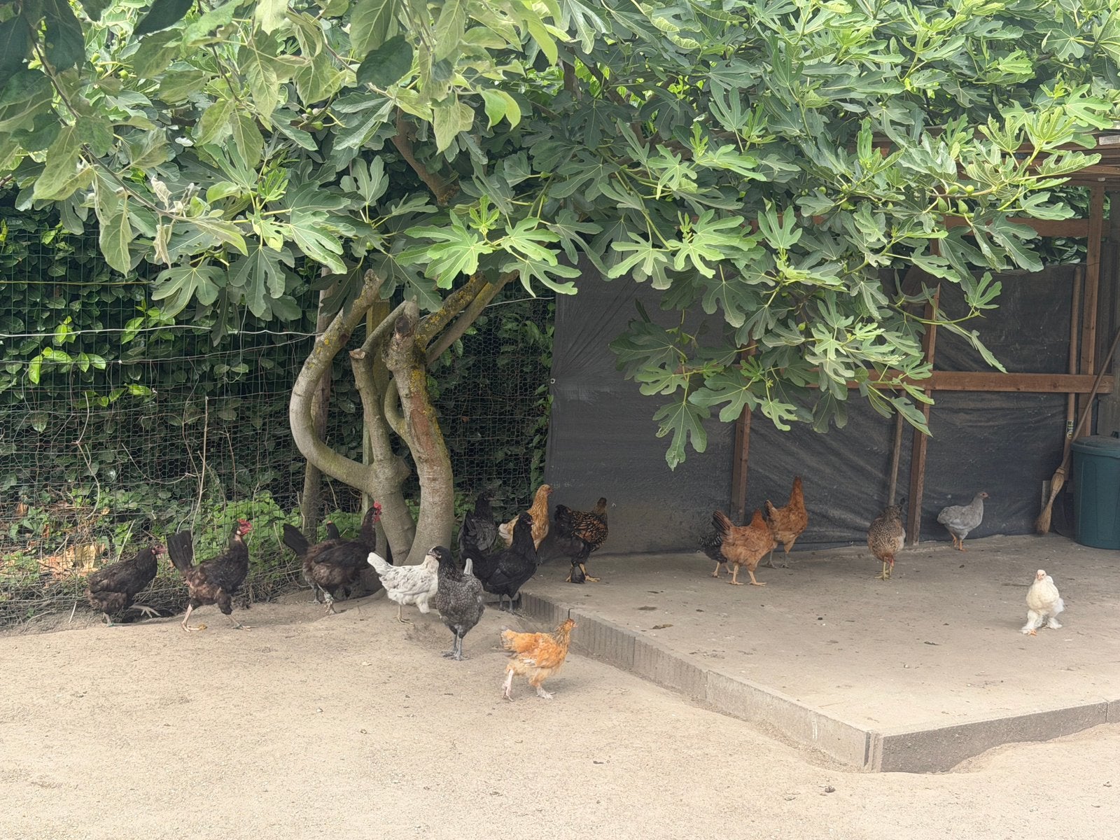 Kippen/hanen, Meerdere dieren, Kip