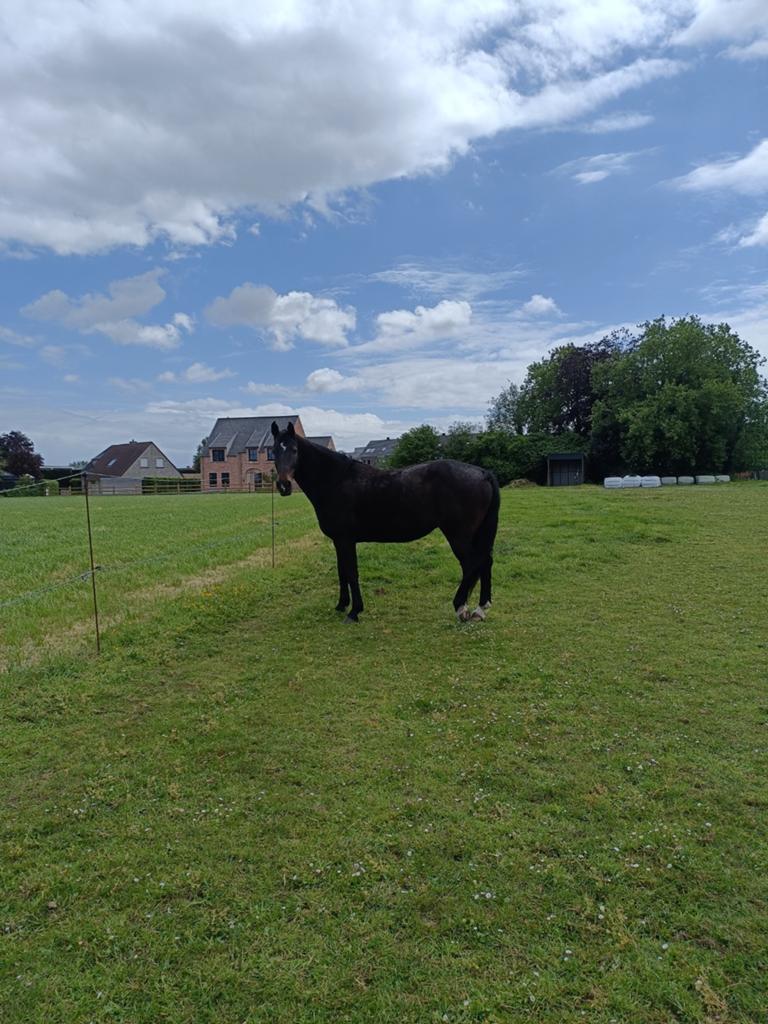 Betrouwbaar wandelpaard, Dieren en Toebehoren, Ontwormd