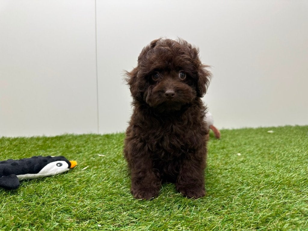 Chiots Toy Poodle, Caniche, Hépatite contagieuse (maladie de Rubarth), Plusieurs, Belgique