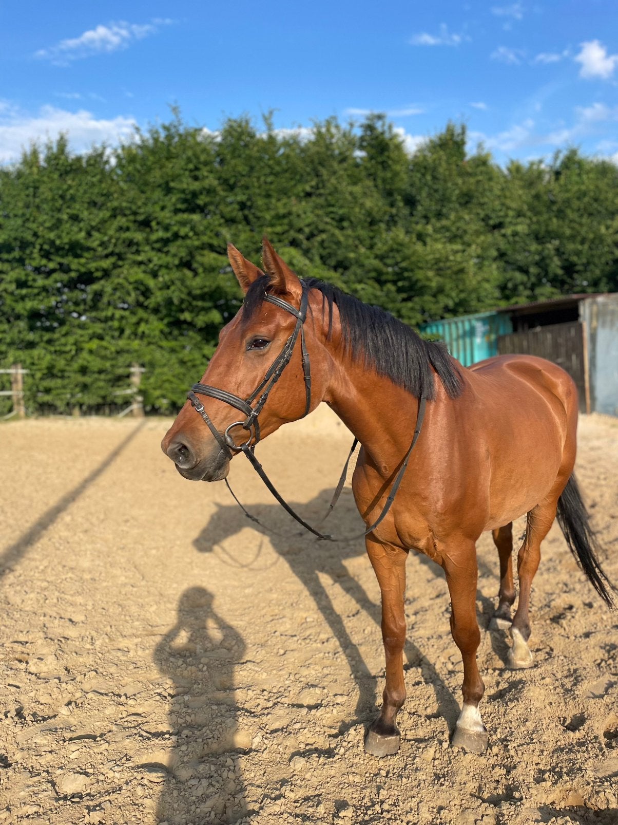 Lieve 10 jarige merrie te koop, Animaux & Accessoires, Chevaux, Jument, 160 à 165 cm, 7 à 10 ans, Cheval de saut