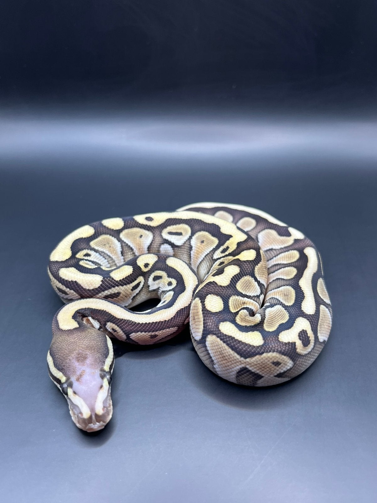 Sale Antwerpen Div.Koningspythons,Ball Python,Python Regius Ball Python photo 2