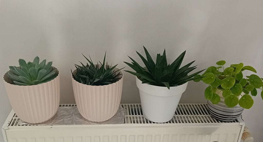 Kamerplanten, Ophalen, Vetplant, In pot