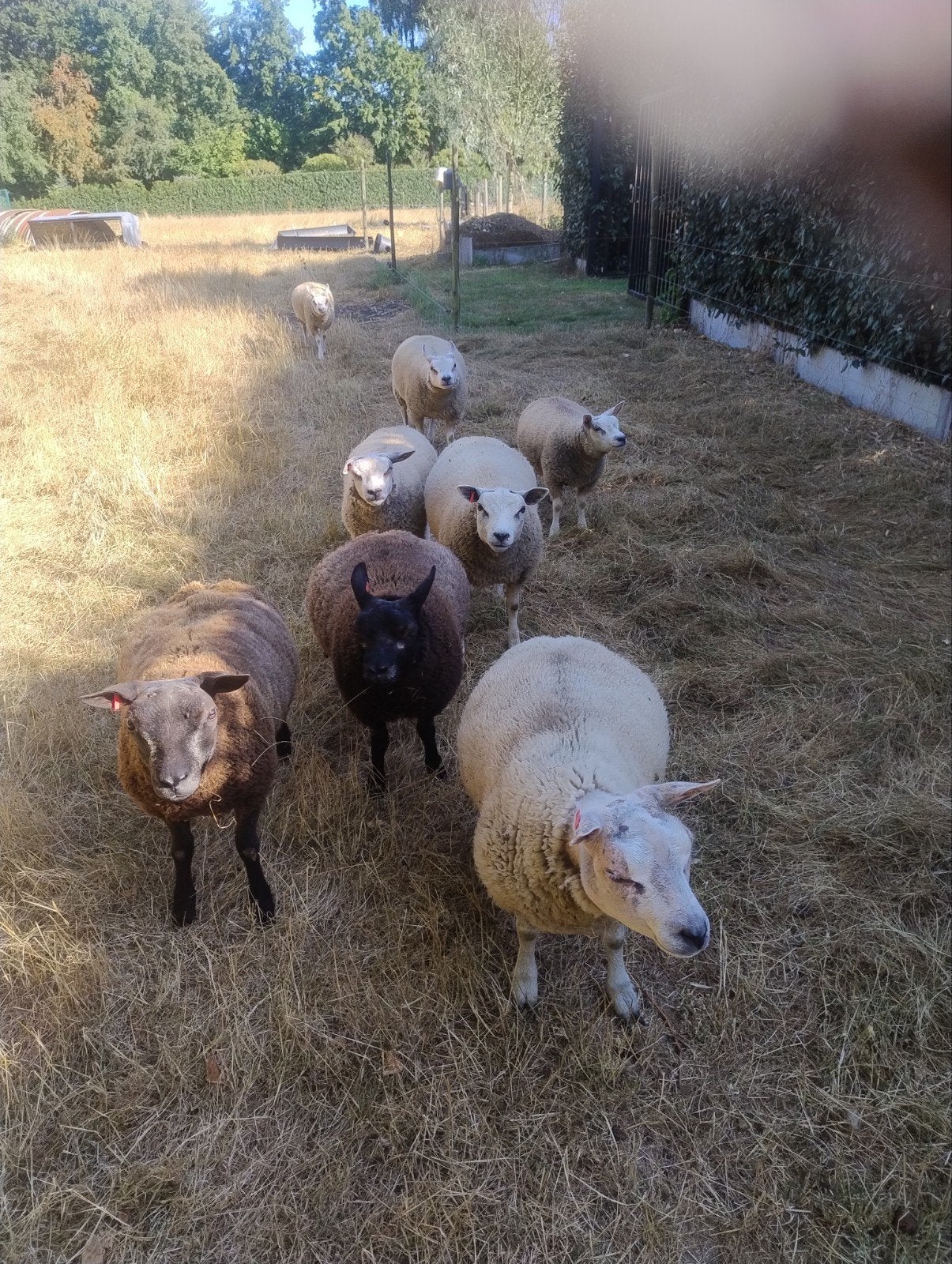 Texel rammen