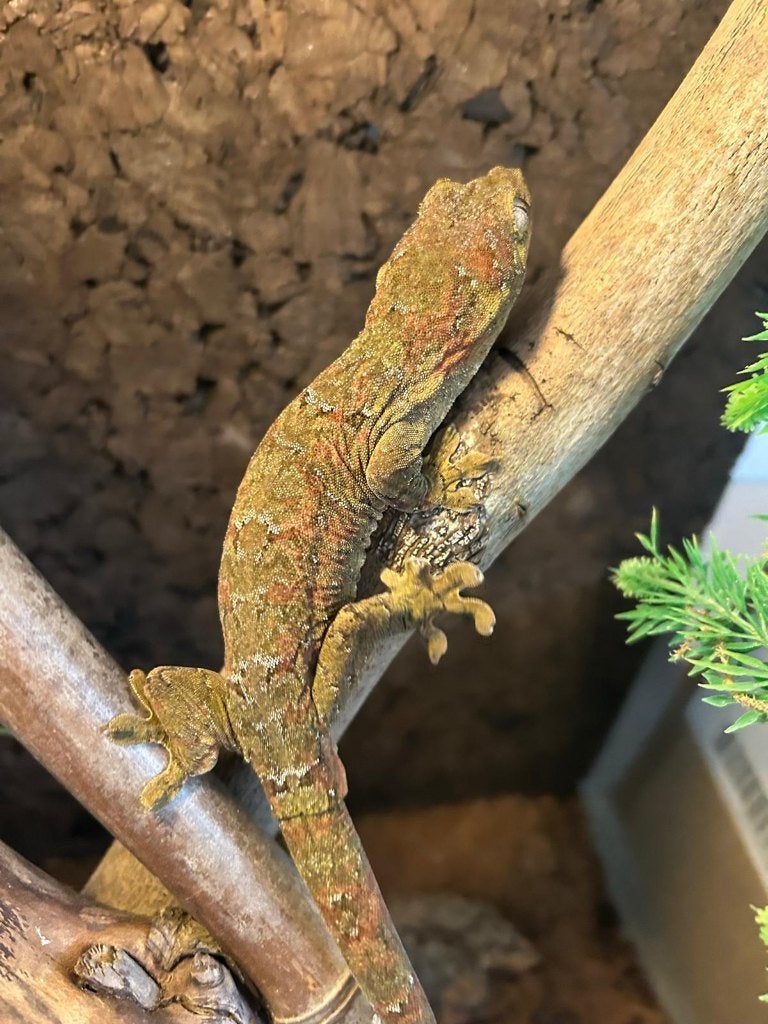 chahoua gekko mannetje, Dieren en Toebehoren, Hagedis, Met terrarium, 3 tot 6 jaar