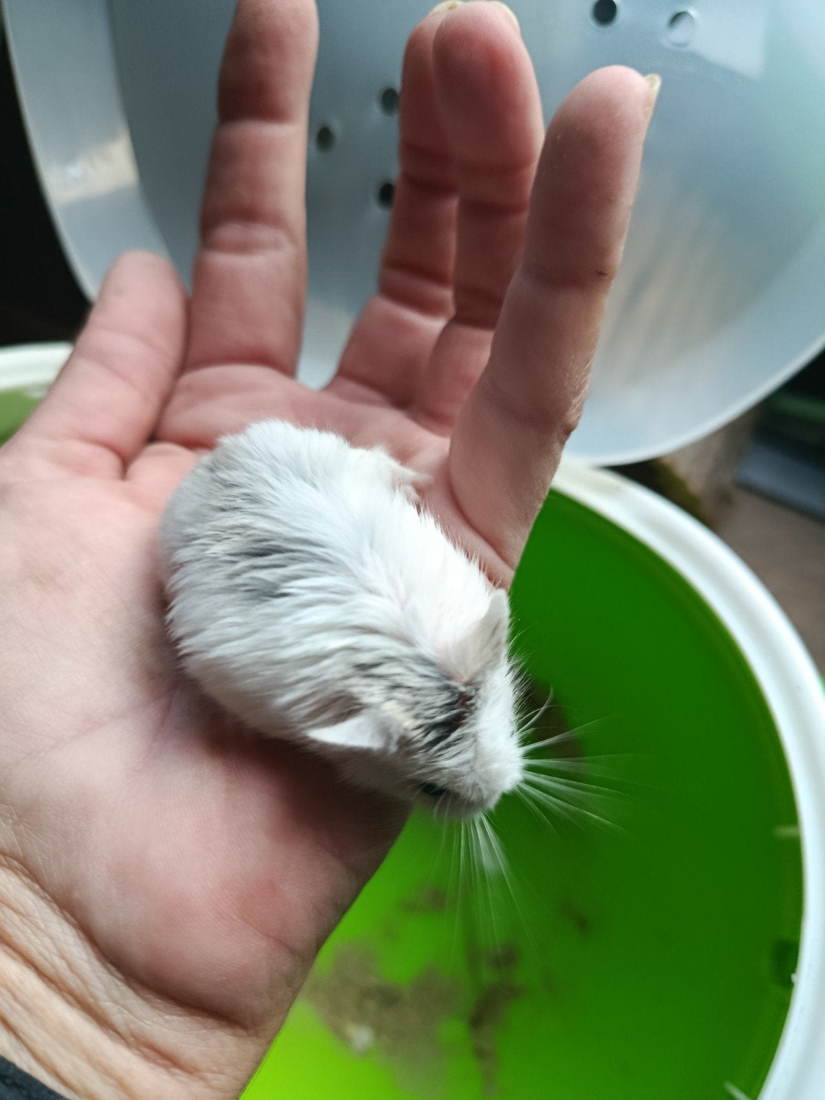 Rubolfski hamster, Dieren en Toebehoren, Knaagdieren, Hamster, Mannelijk, Mei, Tam