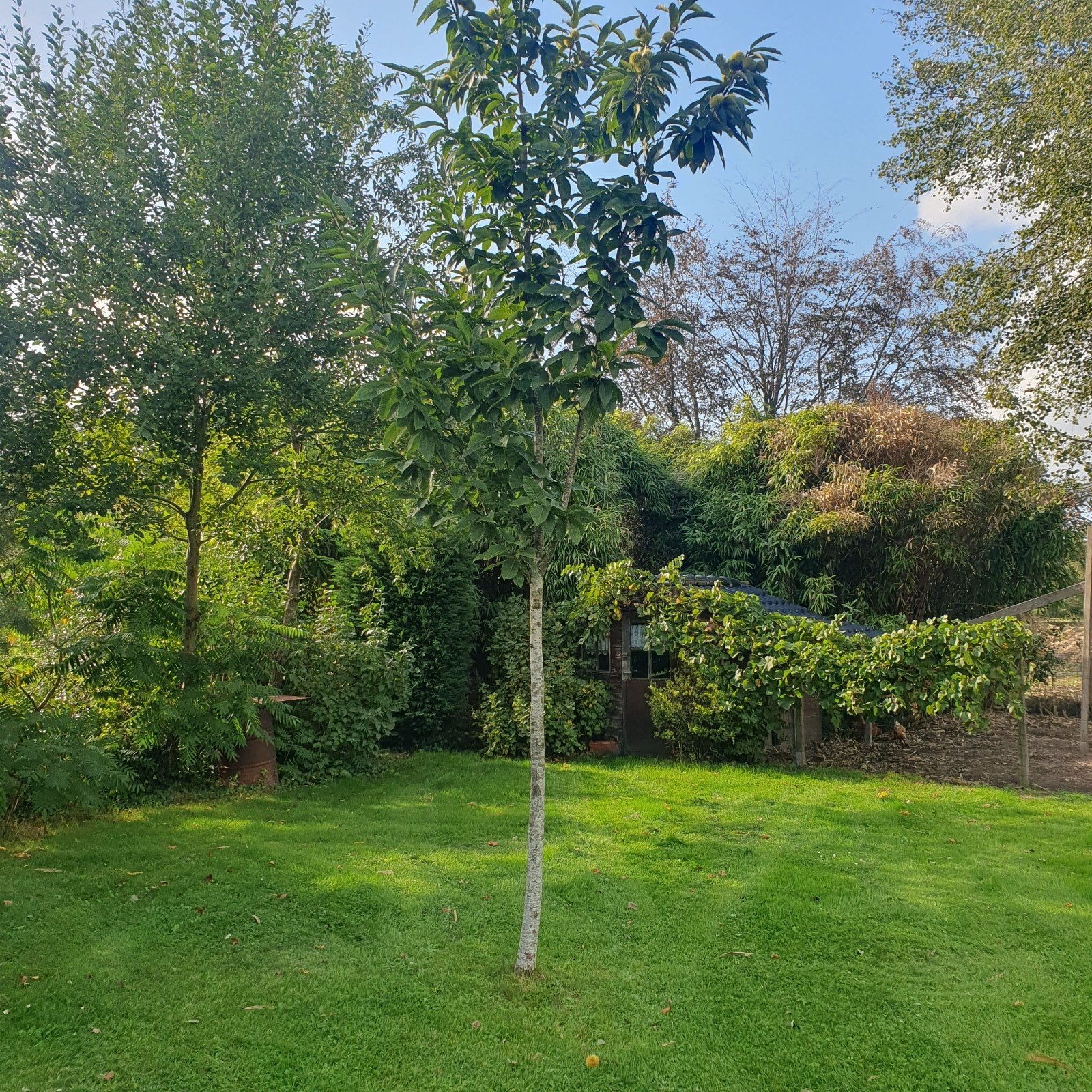 kastanjeboom geplant najaar 2022, Tuin en Terras, Ophalen