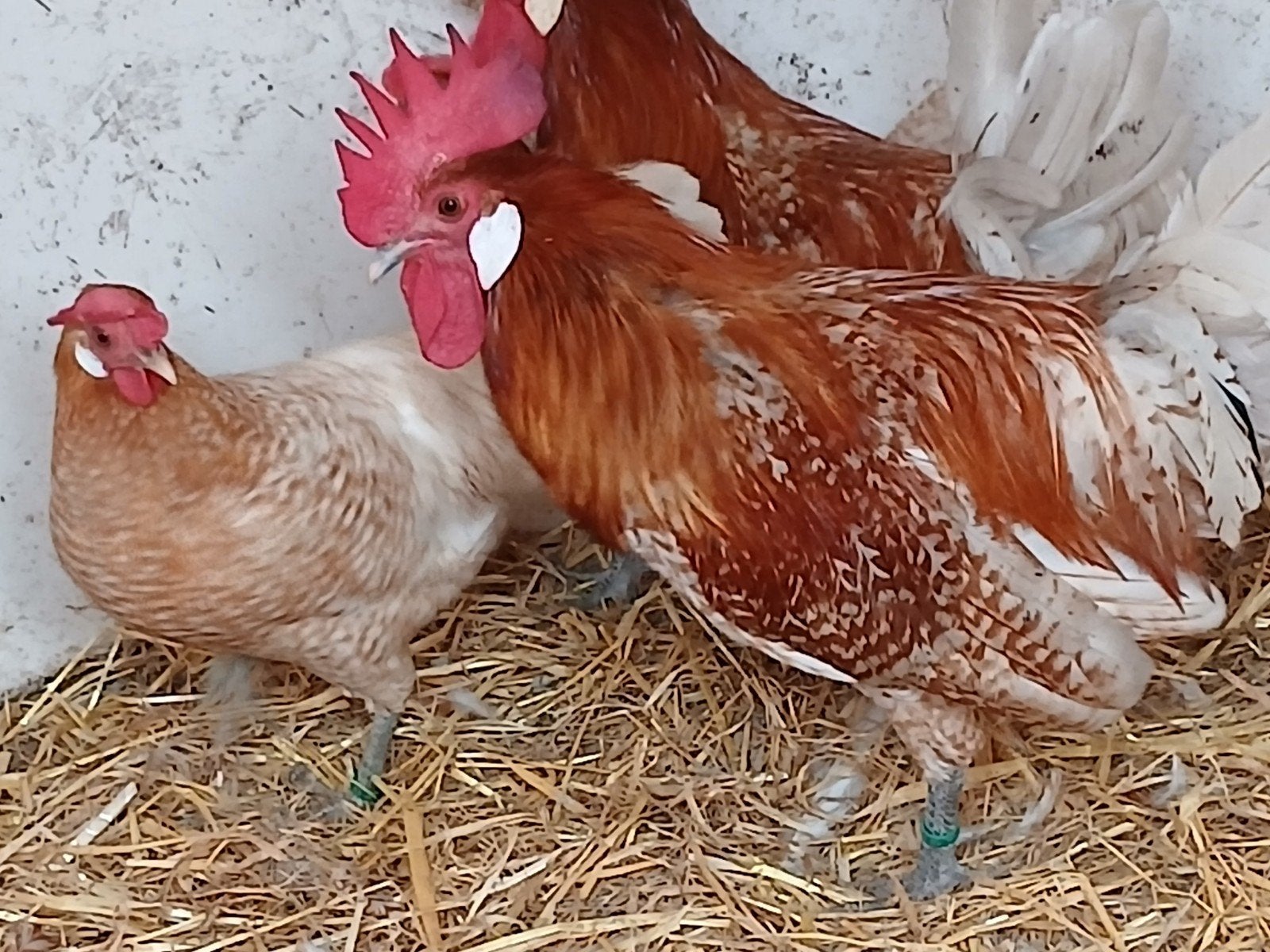 Goud-wit geband brakel kriel, Meerdere dieren, Kip