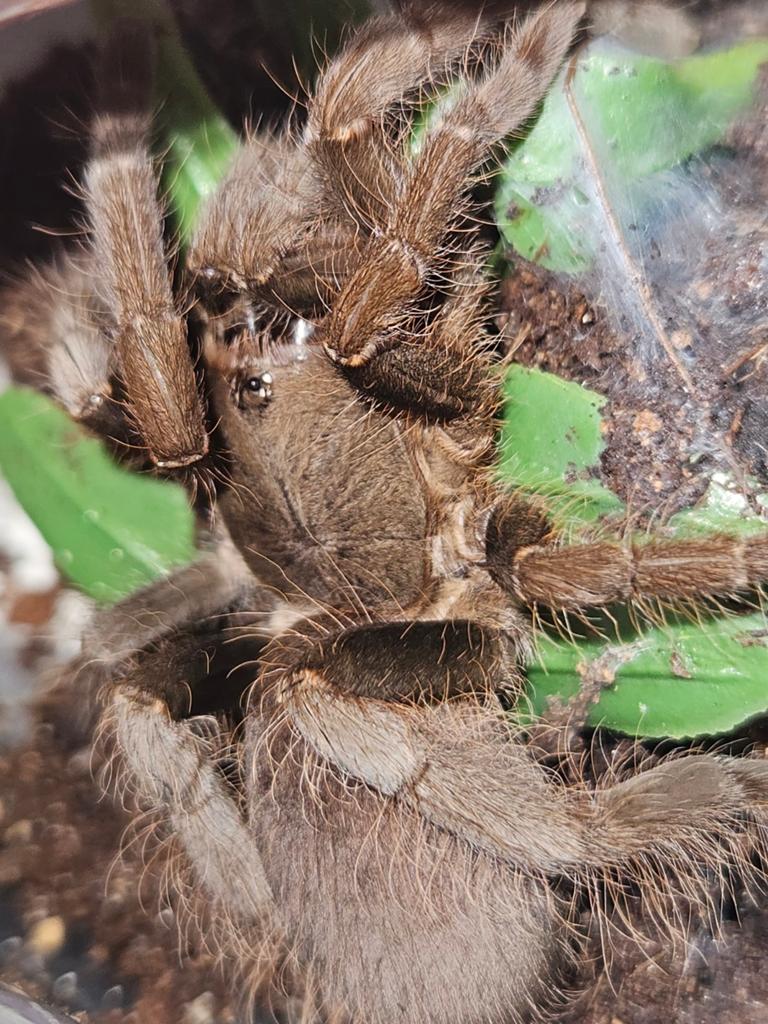 Hysterocrates gigas mannetje, Dieren en Toebehoren, Insecten en Spinnen