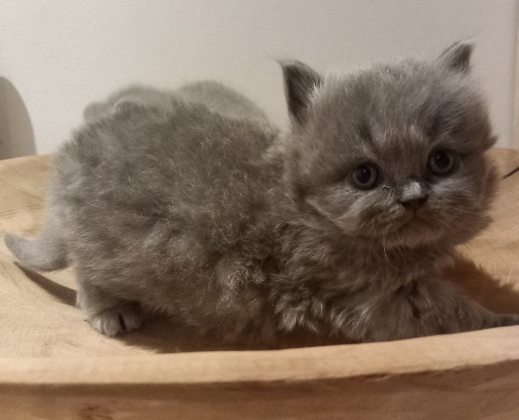Chatons britanniques à poil court et à poil long, Chat, Avec puce électronique, 0 à 2 ans