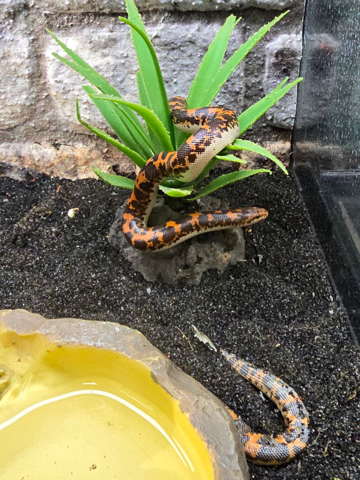 1.2 Keniaanse zandboa (Eryx colubrinus) – NK 2026

Ben je op, Dieren en Toebehoren, Reptielen en Amfibieën