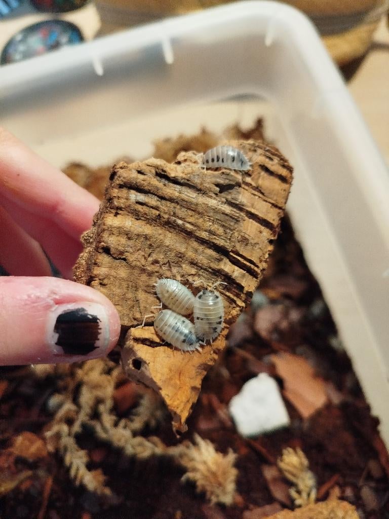 Isopods orange & dairy cow, Dieren en Toebehoren, Overige soorten