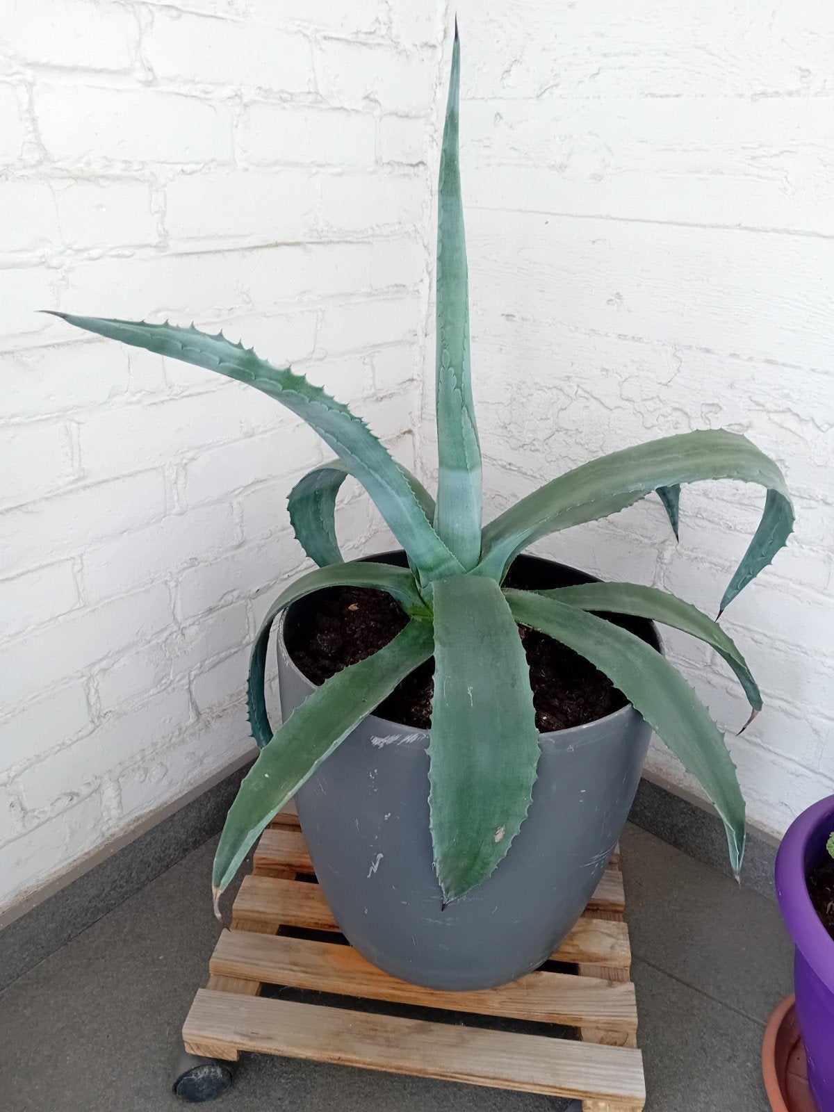 Agave americana met pot, Tuin en Terras, Ophalen