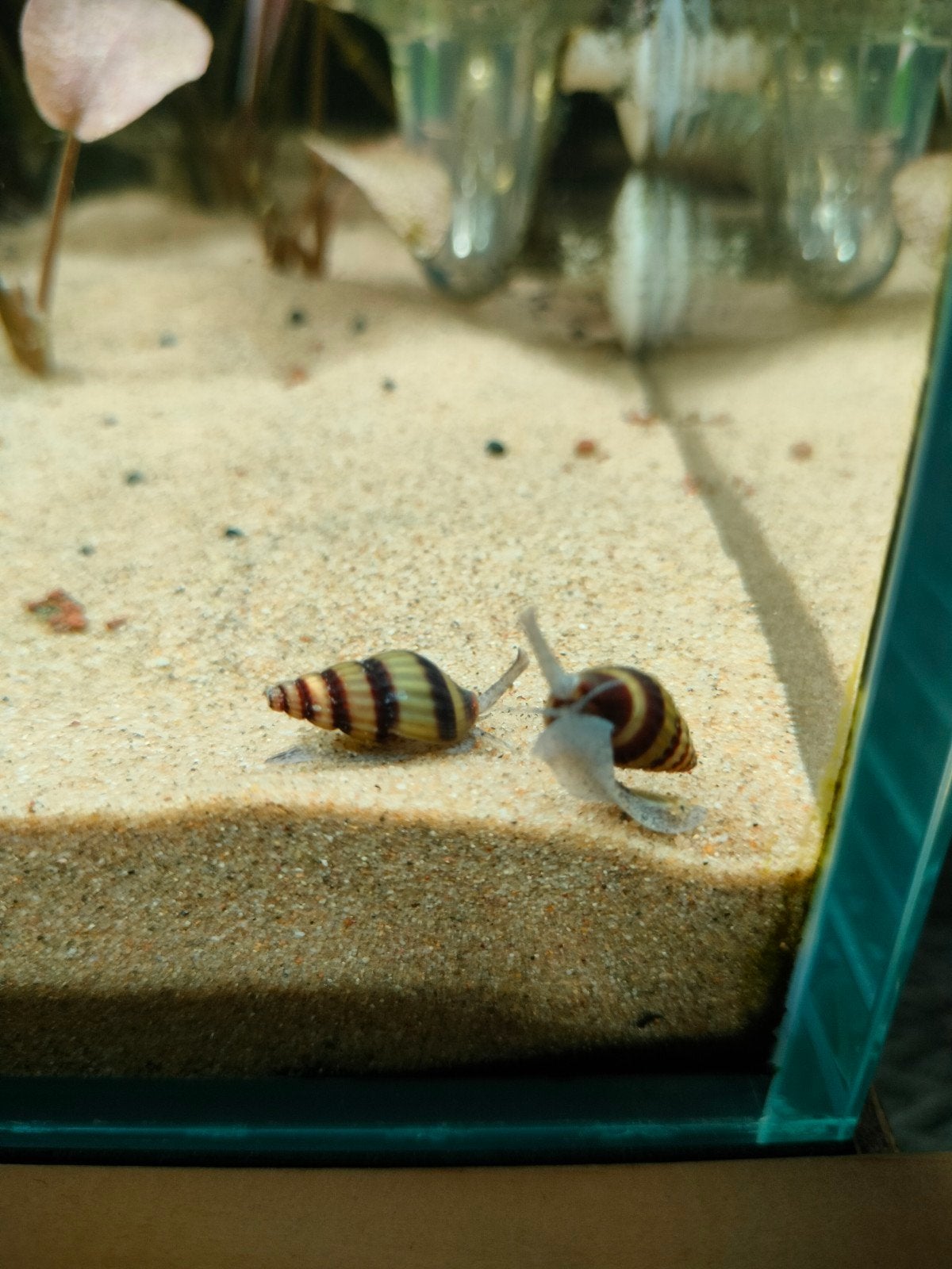Helenaslakken, Dieren en Toebehoren