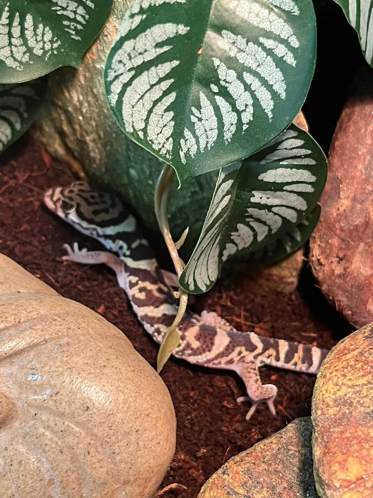 Panterklauwgekko’smet terrarium, Avec terrarium
