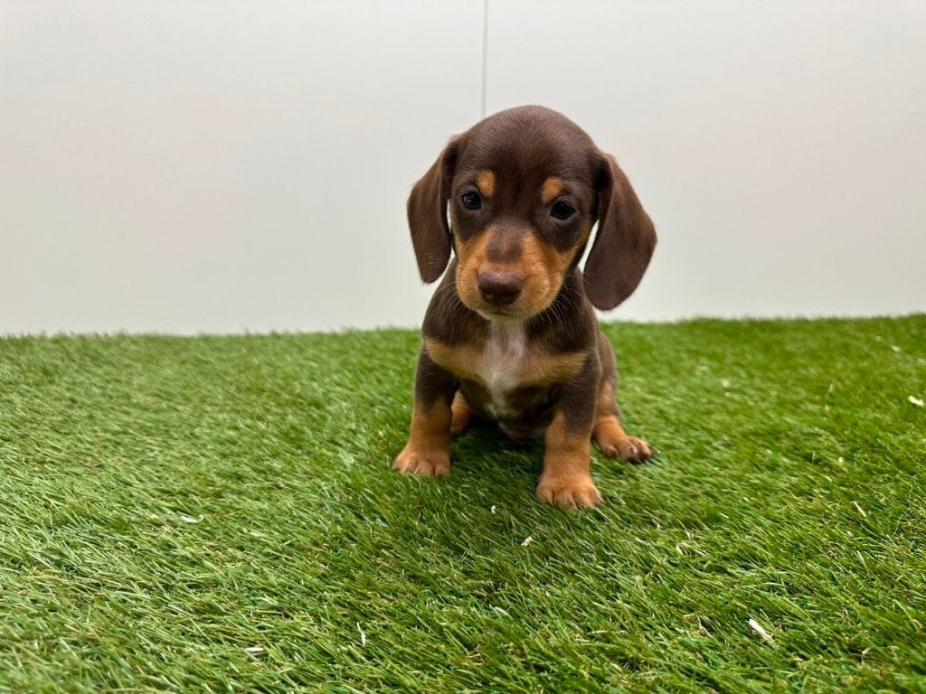 Nestje Dwergteckel pups, Parvo, België, 8 tot 15 weken, Korthaar
