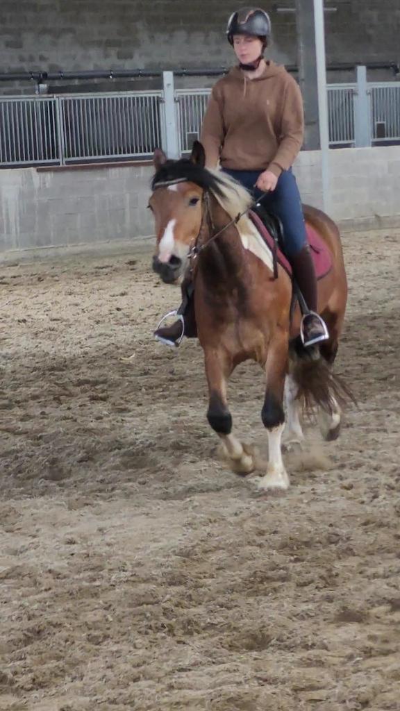 3jr ruin, Ruin, Zadelmak, Minder dan 160 cm, 3 tot 6 jaar
