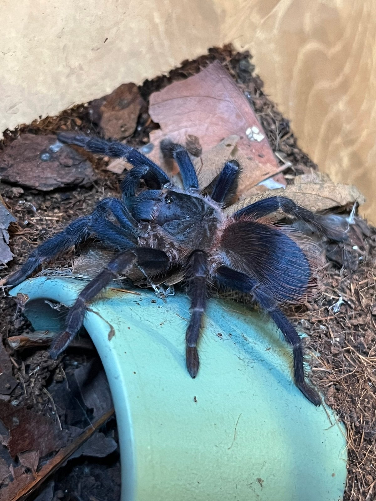 Lasiocyano sazimai, Dieren en Toebehoren, Spin of Schorpioen