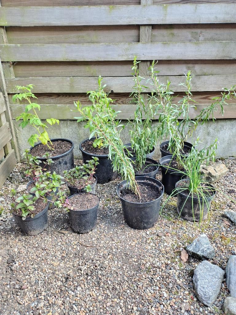Diverse plantjes in pot, Tuin en Terras, Ophalen, Vaste plant, Halfschaduw, Fruitplanten