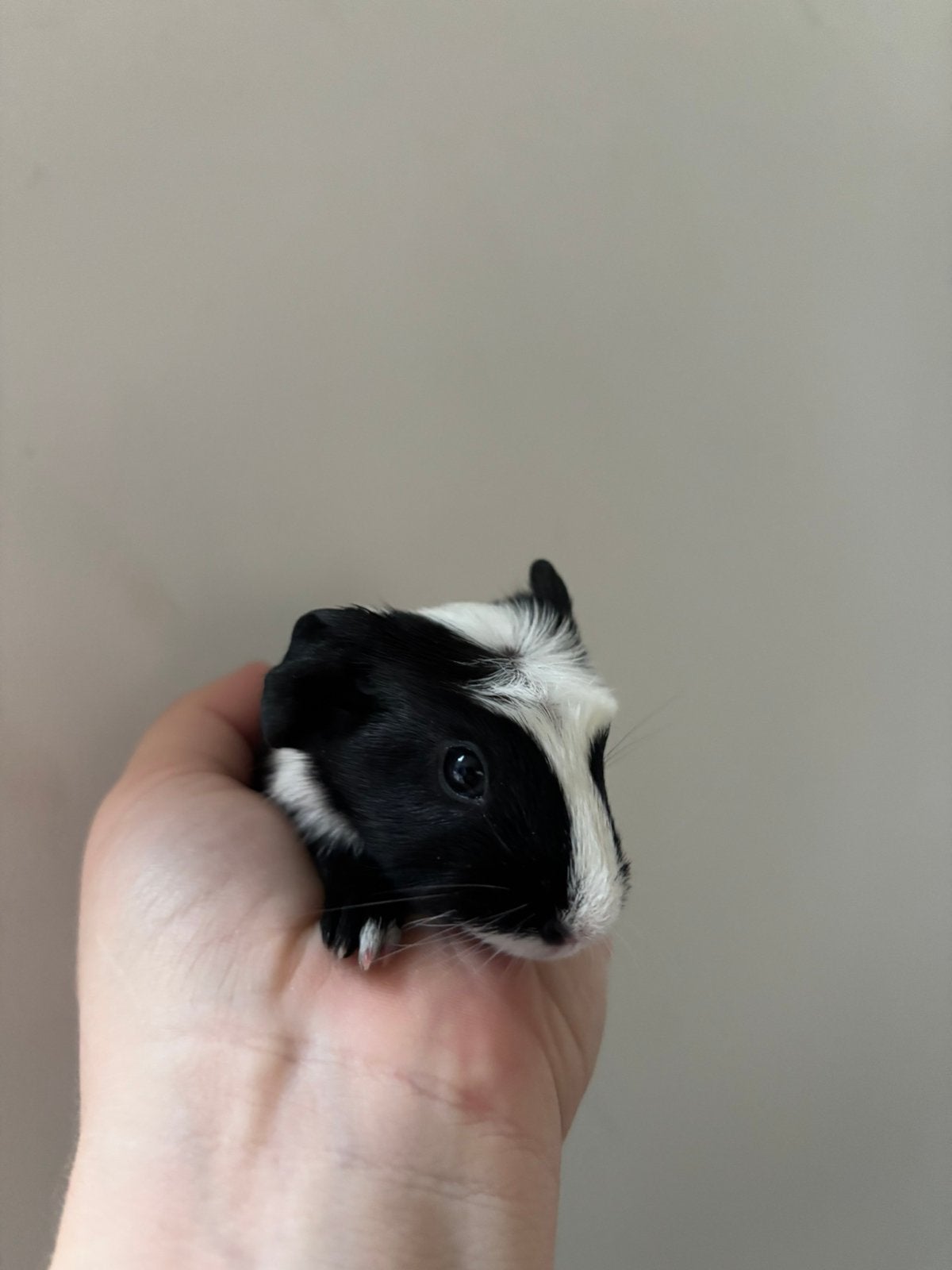 Jong bicolour zwart/wit gladhaar caviatje, Dieren en Toebehoren, September, Mannelijk, Cavia