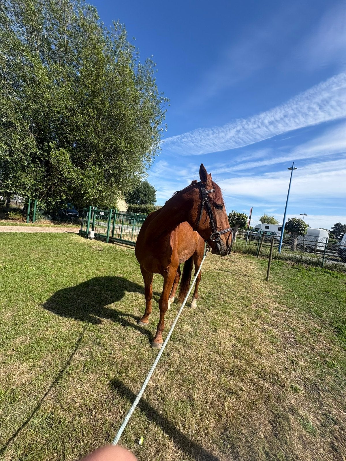 Ruin, Dieren en Toebehoren, Springpaard, Met stamboom, Ruin, L