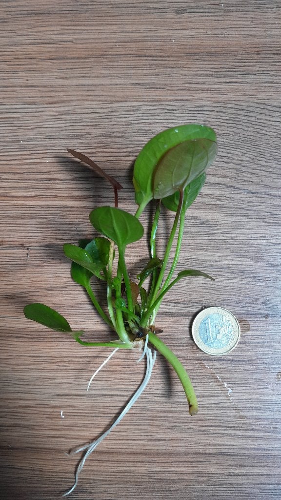 Echinodorus te koop, Ophalen, Nieuw, Plant(en), Steen of Hout