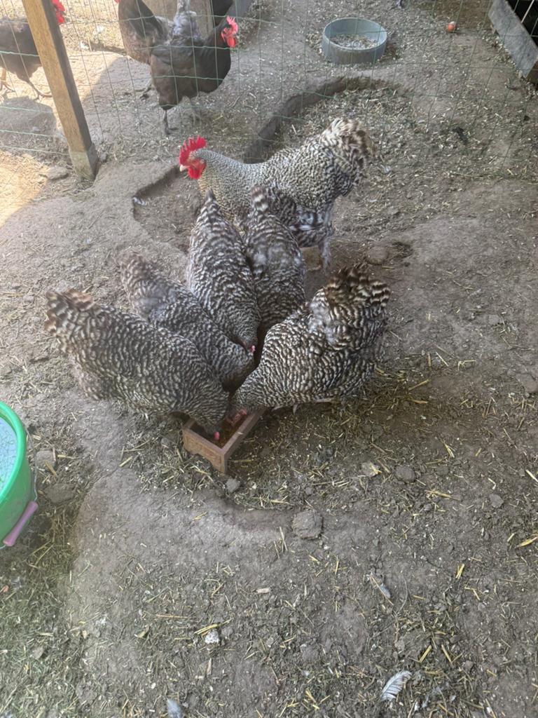 Kippen, Meerdere dieren, Kip