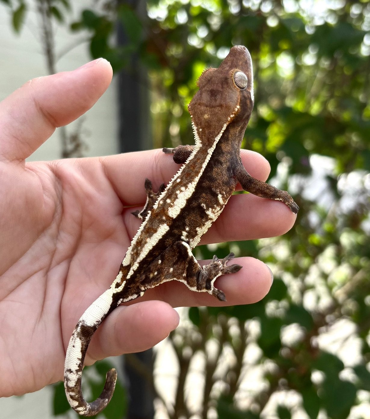 Wimpergekko Cappuccino 0.1 vrouw, Dieren en Toebehoren, Reptielen en Amfibieën