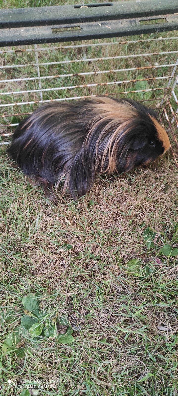 Mooie fokbeer!, Dieren en Toebehoren, Knaagdieren, Mei, Mannelijk, Cavia