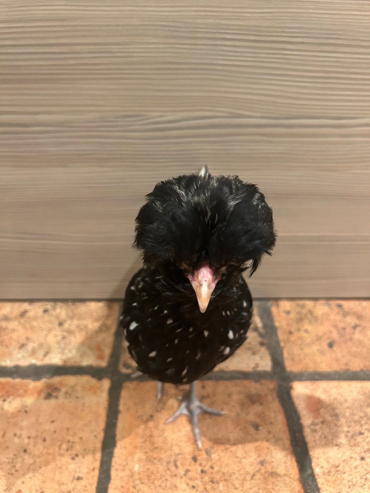 Padua haan, zilver zwart gezoomd, Dieren en Toebehoren, Tam