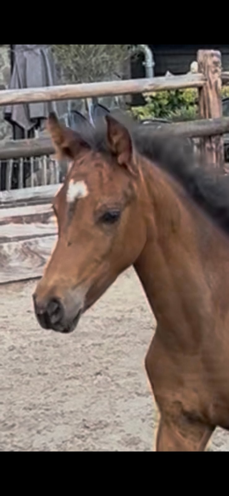 Merrie veulen D pony, Avec pedigree, Poney D (1.37 m à 1.48m), 0 à 2 ans, Non dressé