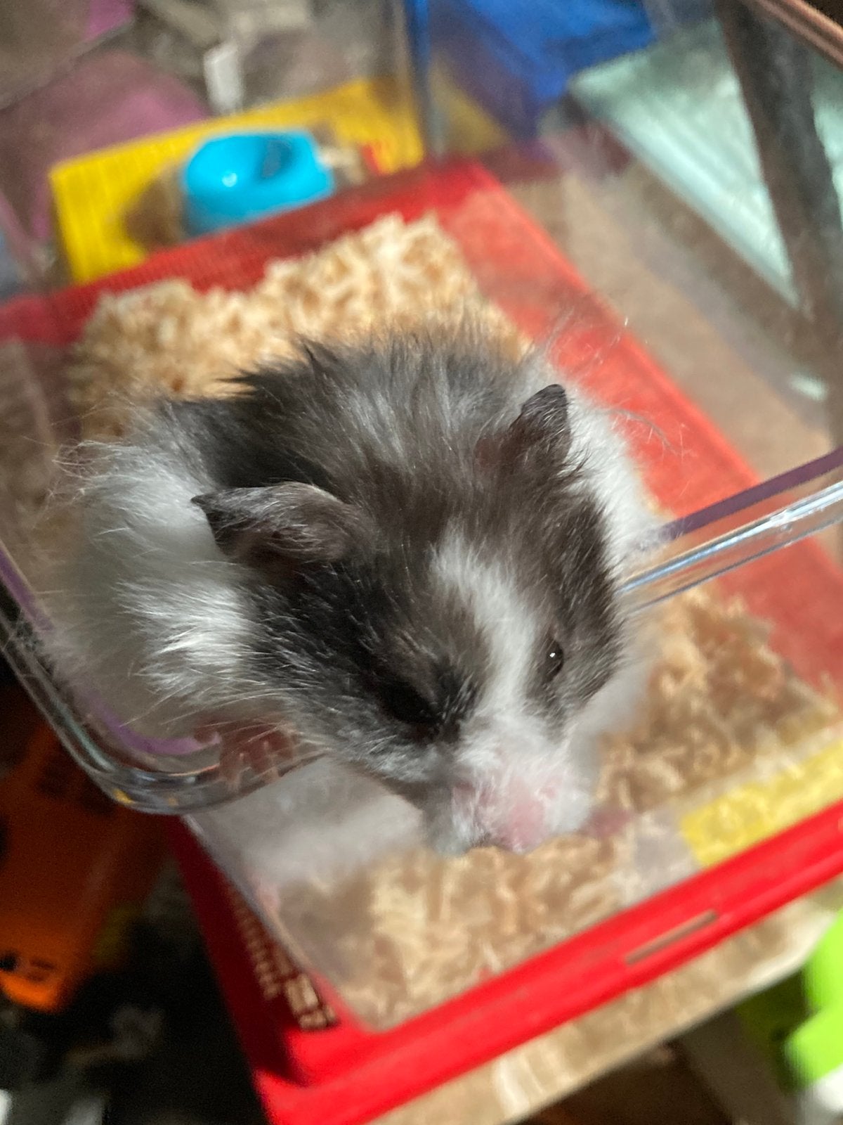 Hamster ( langharige), Hamster, Mannelijk, Juli, Tam
