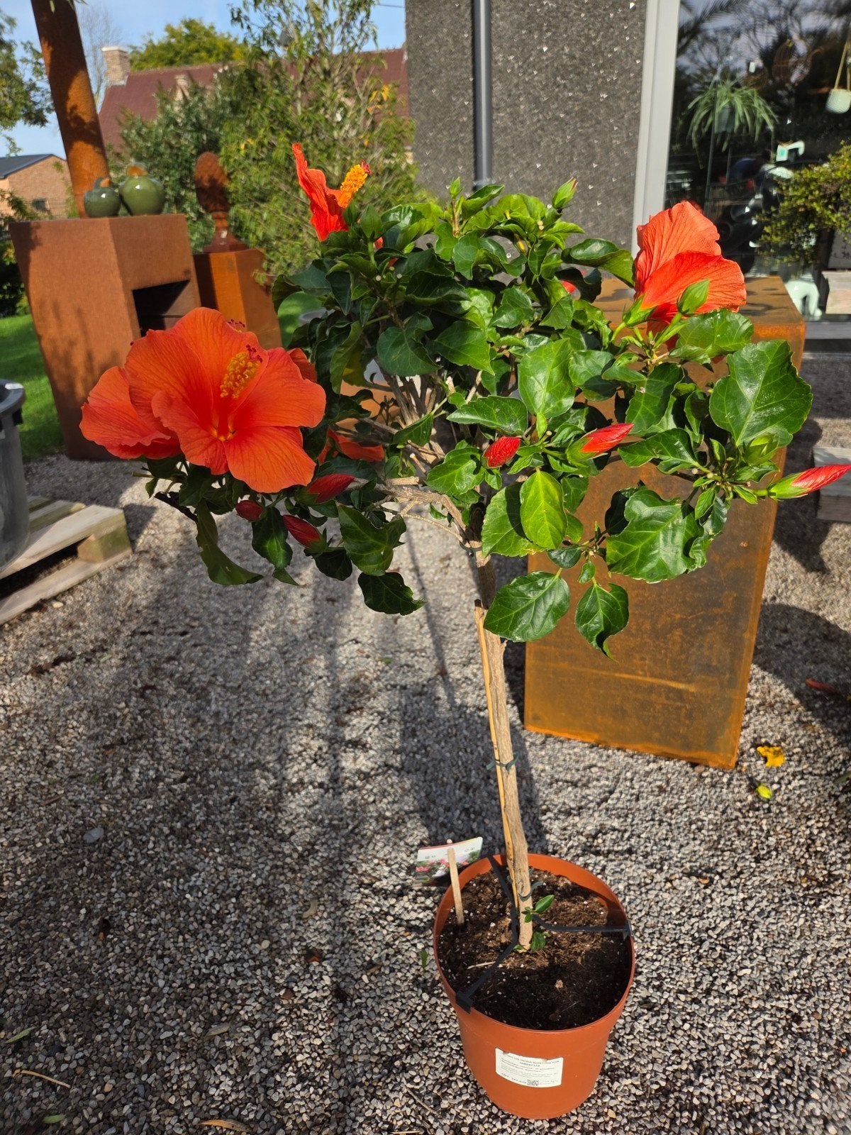Hibiscus op stam, Jardin & Terrasse, Enlèvement