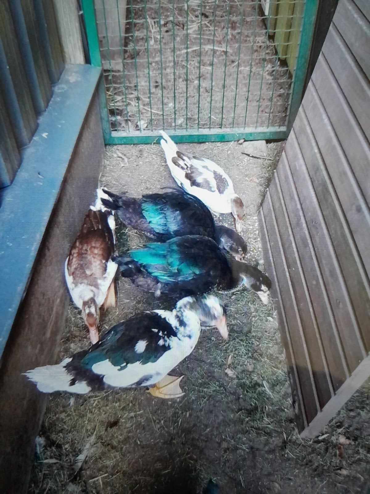 Volwassen barberies 2026., Dieren en Toebehoren, Pluimvee