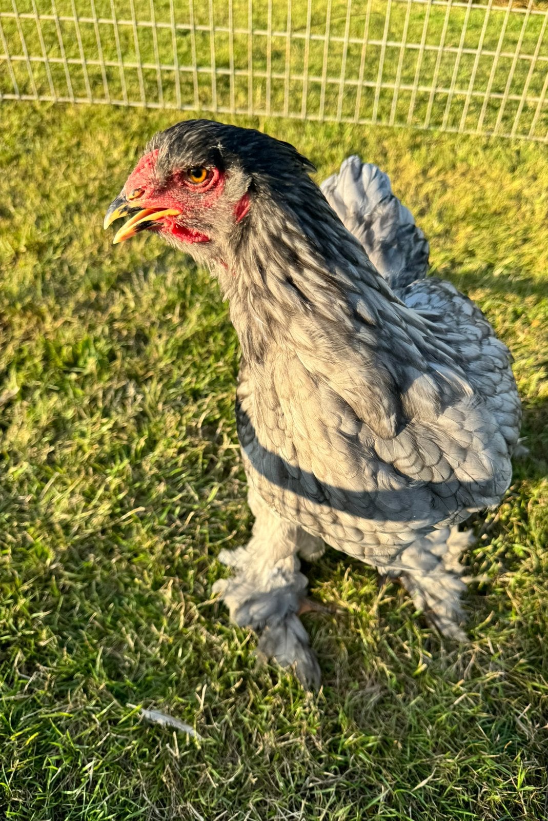 Prachtige jonge blauwe brahma hanen, Dieren en Toebehoren